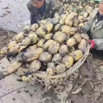 莲藕
