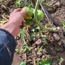 草莓西红柿