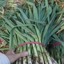 陕西大荔本地红根蒜苗自产自销品质有保证，需要的联系