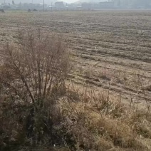 马龙旧县有350亩田地转让有要的***********