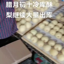 精品贡梨大量出库中