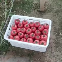 各种西红柿大量供应