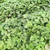 湛江红薯苗大田高剪苗可提供技术指导成活率高
