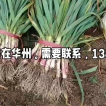 红根蒜苗，货在华州，现要现挖，价格随行，需要联系。