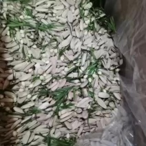 水脱瓜子竹韵茶花瓜子