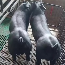 新美系纯种国寿黑黑杜黑杜种公猪原种杜洛克母猪新一代黑金刚