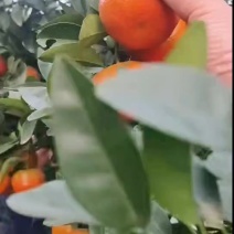 默科特大量有货皮薄汁多口感甜欢迎外贸老板