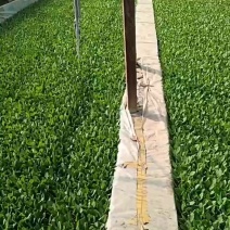 油麦菜苗根系发达成活率高质量保证基地直发现取苗