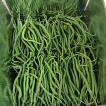 鸡肠青