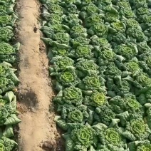 大棚精品黄心菜