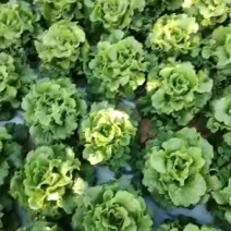 意大利生菜青菜质量好品质也好需要的联系