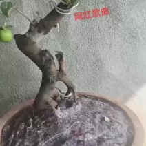 灌木金弹子盆景，脱盆带护心土球发货