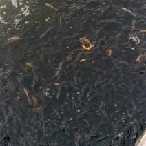 优质虹金鳟鱼苗，欢迎订购