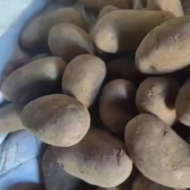 黄心土豆四两通天质量三优
