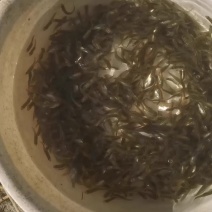 海鲈鱼3公分到3公分半
