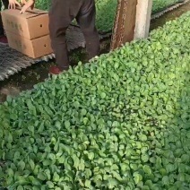 甘蓝苗