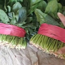菠菜，聊城菠菜，大量供应中，供应电商，商超，以及各大市场