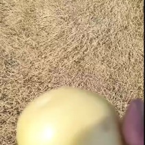 土豆批发