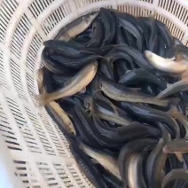 柳根鱼1斤10条可以发货货拉拉费用另算