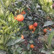 四川资中血橙大量接单产地直发量大从优欢迎来电