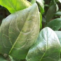 精品大叶菠菜大量现货