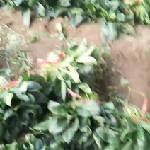 精品大叶菠菜