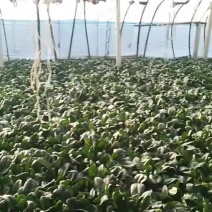 精品大叶菠菜