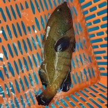 西沙蓝点星斑.芝麻斑.燕尾斑.黑瓜子斑.泰星斑.玫瑰斑。