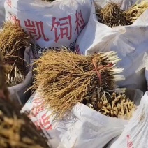 丰县二茬韭菜根，电商**要的联系价格便宜，便宜便宜