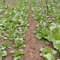新鲜芥菜