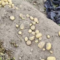 土豆当季