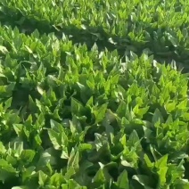 精品油麦菜！叶子干净！无烧边！烧心！