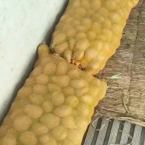 青薯九号中货网袋装