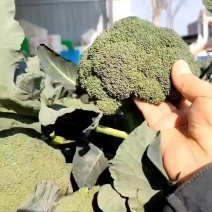 湖北精品西兰花大量供应中