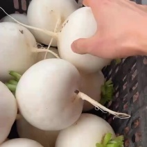 个头均匀。颜色白净