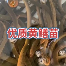 精品黄鳝苗