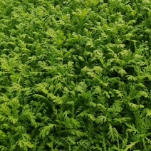 听说都在找这个菜，年前这个菜又火了，供不应求，再贵都买