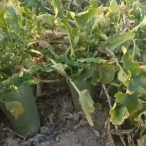 水果萝卜。水多汁多，条形好颜色好。口感好，优点是甜，缺点