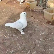 鸽子