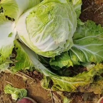 大白菜