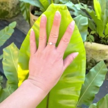 台湾山苏菜