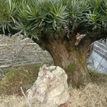 精品盆栽罗汉松