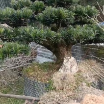 各种大小精品罗汉松盆景