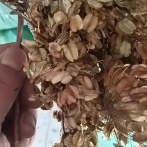 这几天是云当归育苗季节需要种子欢迎下单保证质量出芽