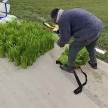 天龙芦蒿