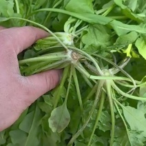 现挖现发，新鲜荠菜