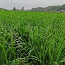 茭白，