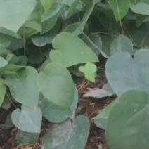 高含量柔毛淫羊藿种苗
