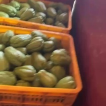 广东佛手瓜精品
