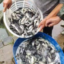 南充草鱼苗